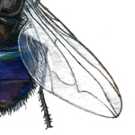 Calliphora vomitoria